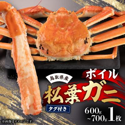 ふるさと納税 智頭町 鳥取県産　タグ付きボイル松葉ガニ中1枚(600g〜700g)