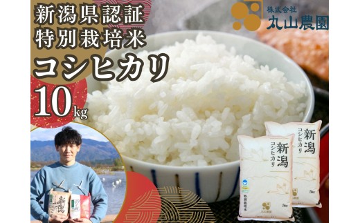 【令和8年産新米予約】【新潟県認証米】 10kg (5kg×2袋) 特別栽培米 従来コシヒカリ 阿賀野市産 丸山農園 米 こめ コメ 白米 精米 新米 新米予約 令和8年産 10月上旬より順次発送予定 3F02029