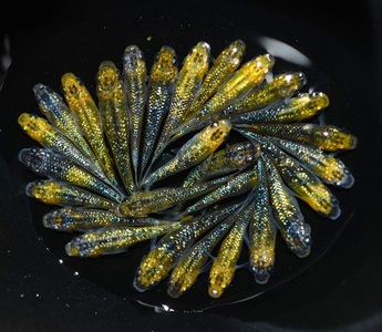 129-28　【メダカ 夜桜ゴールド】　オス・メス　ランダム20匹 【めだか】牧之原市