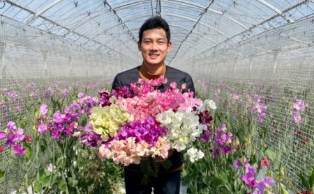 【R8年1月以降発送】 【3回定期便】スイートピー 花束 50本（ミックス） / お花 生花 ギフト 贈り物 プレゼント 九州 [IBW006]