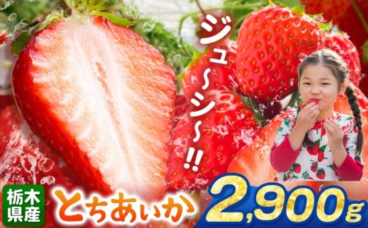 【栃木県共通返礼品】【先行予約】とちあいか 2900g | 果物 くだもの フルーツ 野菜 やさい ヤサイ 苺 イチゴ いちご とちあいか 新鮮 甘い 数量 限定 美味しい 果物 共通返礼品 フルーツ デザート 栃木県 那珂川町 送料無料