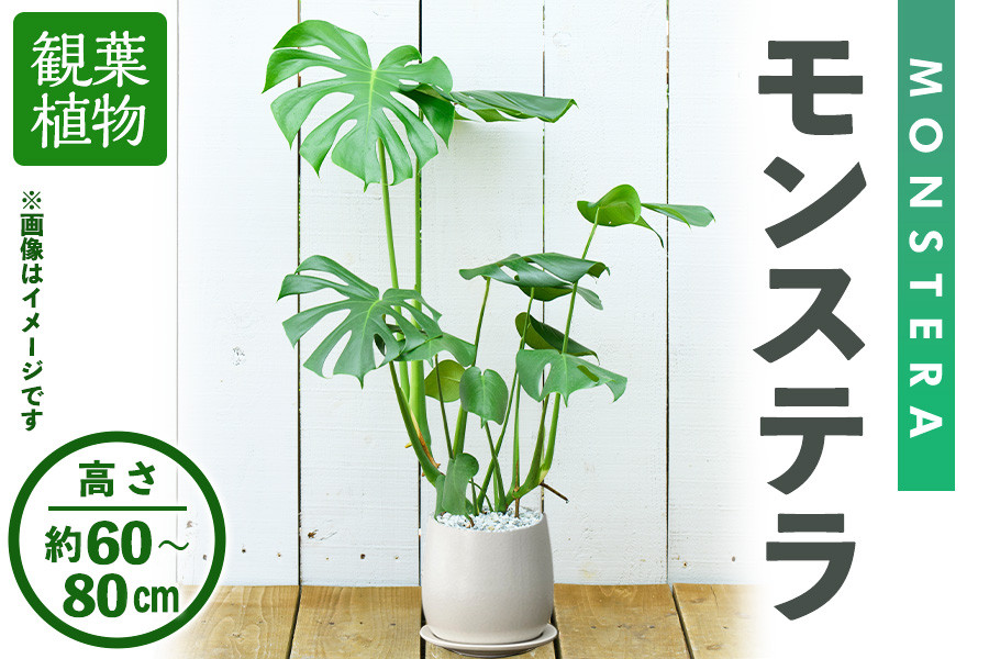 
＜観葉植物＞モンステラ(高さ約60～80cm・巾約40cm、陶器鉢・受け皿付)インテリア 植物 鉢 観葉植物 大型 インテリア 開店祝い 移転祝い おしゃれ 室内 ギフト プレゼント オフィス モンステラ 陶器鉢 受け皿 【m24-04】【アイエヌエー】
