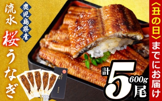 【丑の日までに配送】うなぎの柳澤 流水桜うなぎの蒲焼き 計5尾＜計600g＞ a9-040-us