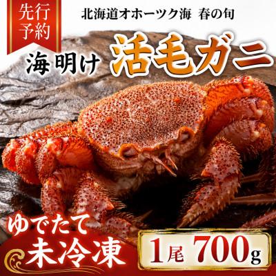 ふるさと納税 旭川市 【先行予約】北海道オホーツク産海明け活毛ガニボイル未冷凍チルド冷蔵配送700g前後×1尾_05669