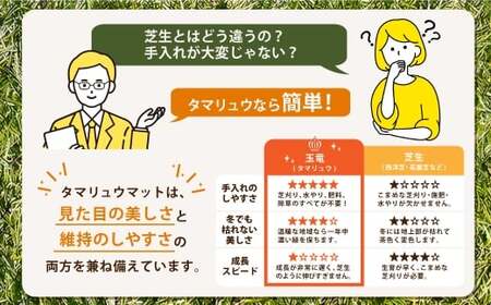 玉竜 タマリュウ たまりゅう 30枚 【7営業日以内に発送】 植物 プラント 芝生 ガーデニング ガーデニング用品