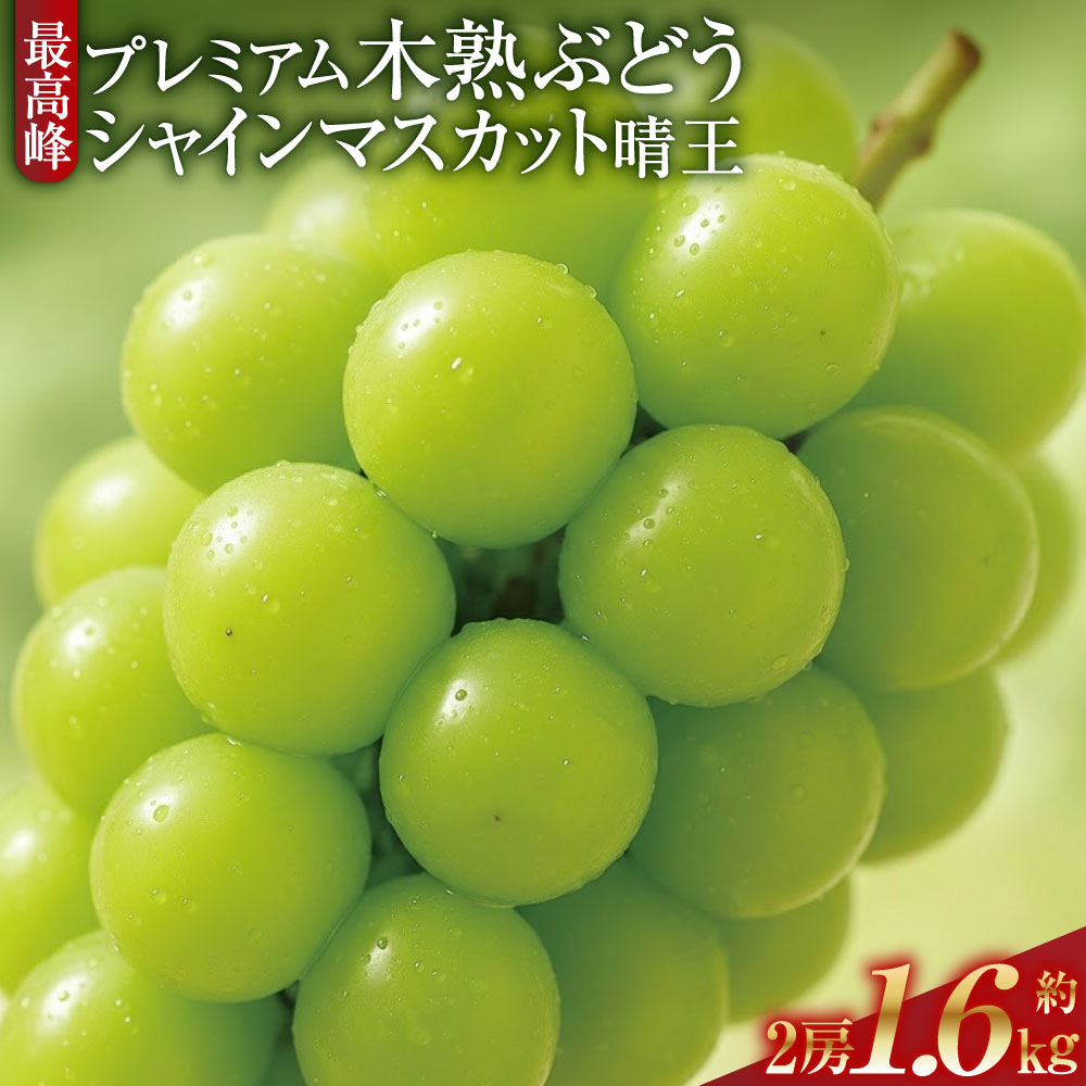【ふるさと納税】最高峰プレミアム 木熟ぶどう ハレノシャイン シャインマスカット晴王 2房 合計約1.6kg以上 赤秀品以上 岡山県産 船穂産 ぶどう ブドウ 葡萄 フルーツ くだもの 果物 果実 デザート 冷蔵 国産 岡山県 倉敷市 送料無料 【2026年9月上旬～10月下旬発送予定】