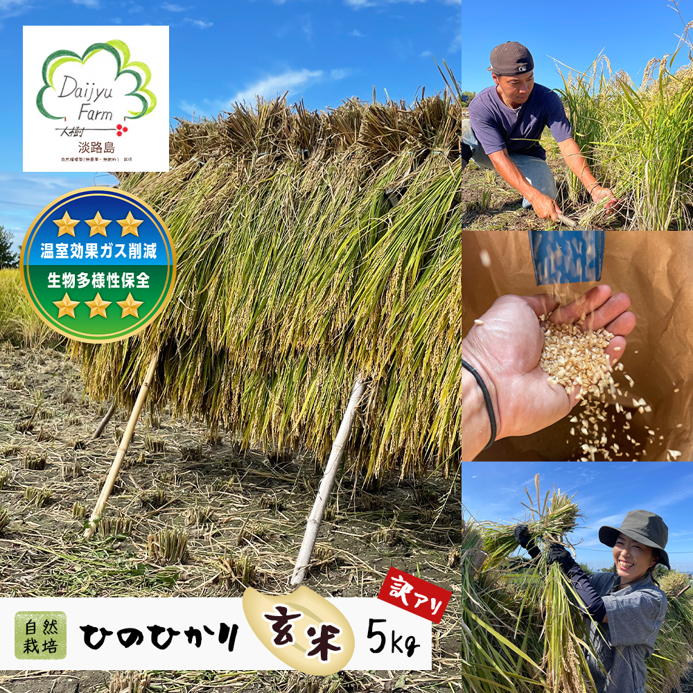 自然栽培　ひのひかり（玄米）　5kg 《無選別品のため訳アリ》