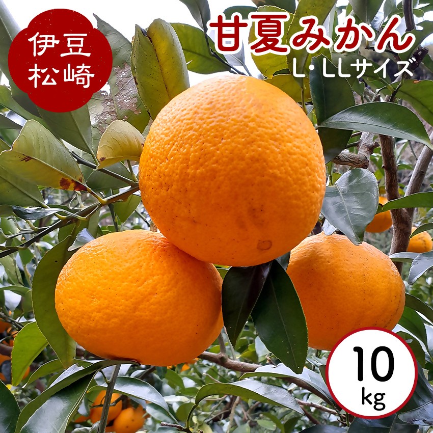 
                  渡辺農園　甘夏みかん 10kg
                