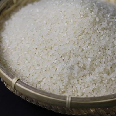 ふるさと納税 近江八幡市 令和7年産　近江米【コシヒカリ10kg】環境こだわり米 |  | 01