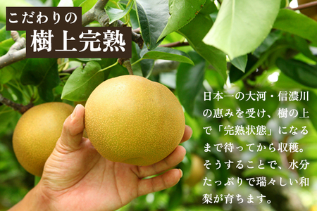 【贈答用】新潟県産和梨 あきづき 約5㎏（7〜14玉） 《9月中旬から順次発送》梨 なし ナシ あきづき 果物 果樹 フルーツ 樹上完熟 加茂果樹専門家集団 加茂市 想樹