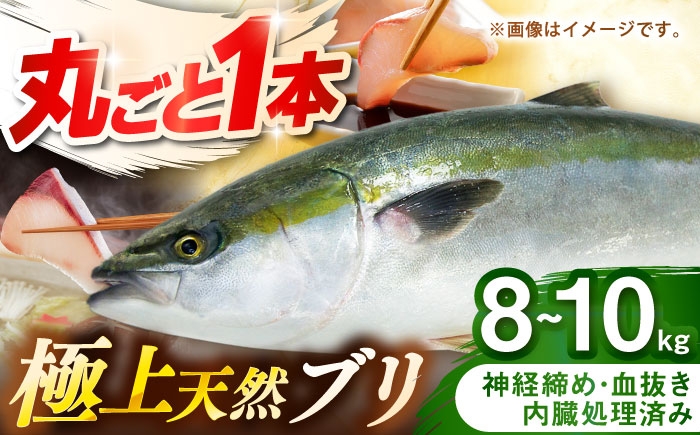 
            壱岐産　天然ブリ　丸ごと1本　8kg～10kg《壱岐市》 【みやげ処 縁由】 [JBJ031]
          