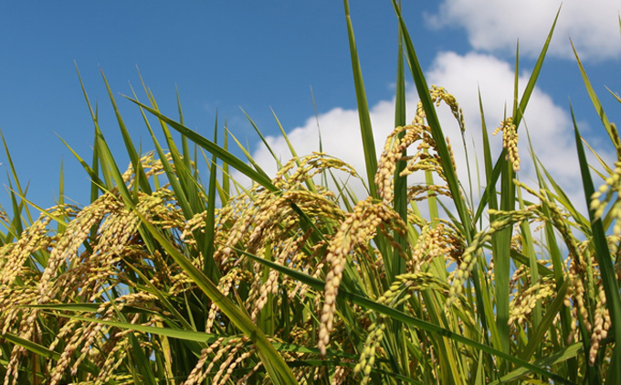 邑南コシヒカリ（白米）5kg