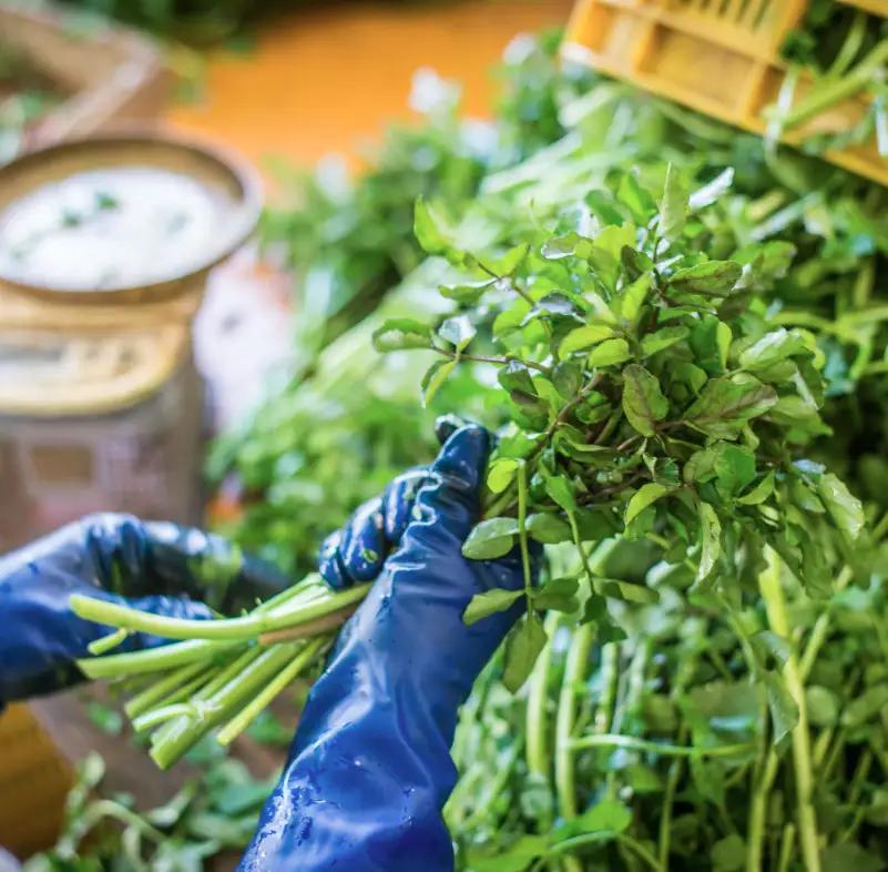 茨城県産 クレソン 100g×20袋 2kg