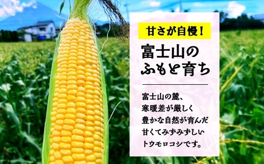 とうもろこし 恵味 ゴールド 400g以上 × 10本 高糖度 トウモロコシ スイートコーン 玉蜀黍 イエローコーン 黄 夏野菜 甘い ジューシー 野菜 おやつ 旬 産地直送 送料無料 湖南野菜出荷組合 山梨県 富士河口湖町 FEM003