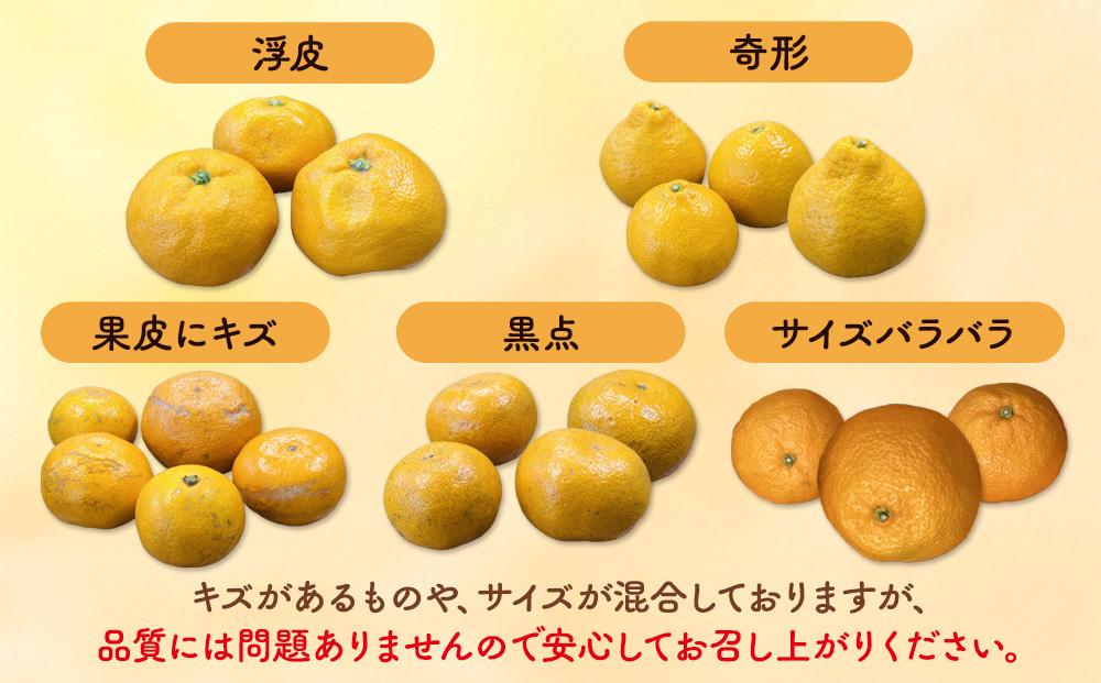 みかん 山から直送 箱込 7.5kg ( 内容量約 6.8kg ) 鮮度優先ごろごろ規格 和歌山県産 産地直送 家庭用［2025年11月中旬より2026年1月中旬頃順次出荷予定］［みかんの会］