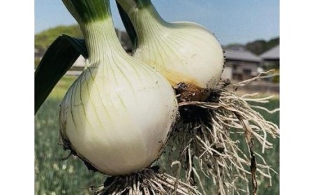 【2月中旬から発送】松山市津和地島産　新玉ねぎ 4㎏ （野菜 玉ねぎ たまねぎ タマネギ 産地直送 期間限定 愛媛 松山 フジ・アクリフーズ ）【FA077VC021】