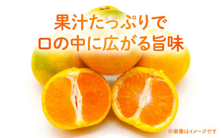 【先行予約】 早生みかん 2S-2L 約5kg みかん 蜜柑 柑橘 フルーツ 果物 【日本フルーツ株式会社】[ZFJ057]