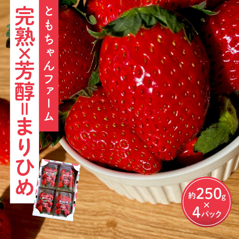 【ふるさと納税】「完熟×芳醇=まりひめ」4パック（約250g×4）≪先行予約≫2026年1月上旬より順次発送予定【配送不可地域：北海道・沖縄・離島】 いちご 苺 イチゴ フルーツ くだもの 果物 旬 パック 送料無料 数量限定 ふるさと納税 イチゴ 予約 先行予約