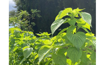 エゴマ涼セット(焙煎エゴマオイル50g1本・えごまめん200g×5袋) 川上農園 |五泉市 オイル セット