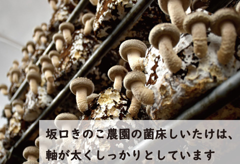葛尾村産菌床しいたけ2kg