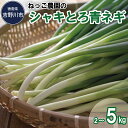 【ふるさと納税】 ねぎ ネギ 青ネギ 選べる 2kg 4kg 5kg 野菜 薬味 味噌汁 鍋 炒め物 煮物 焼き鳥 弁当 惣菜 おかず 健康 新鮮 国産 送料無料 吉野川市 徳島県