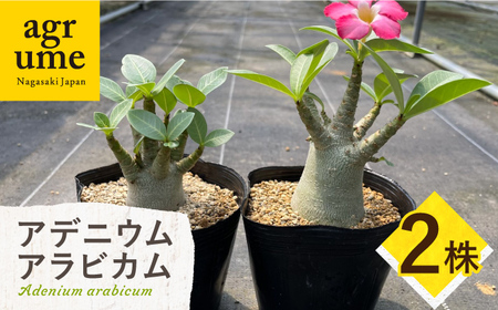 Adenium arabicum アデニウム アラビカム 2株 長与町/アグリューム[EAI157]