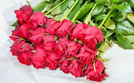 バラ アマダ（赤）（20‐30本）| 花 薔薇 ローズ 生花 赤 贈り物 プレゼント ギフト【2026年11月下旬頃迄発送予定】