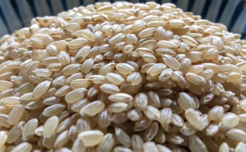 令和７年産・玄米『みどり豊』10kg　10月中旬頃から発送