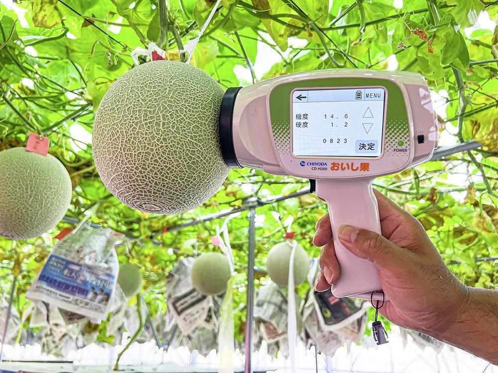 ※受付終了※【2026年5月以降発送】さぬきメロン Dream Star 1.3kg以上｜メロン 糖度 14度以上 甘い フルーツ 果物 くだもの 特産 ふるさと 坂出市 香川 さぬき 食品 人気 お