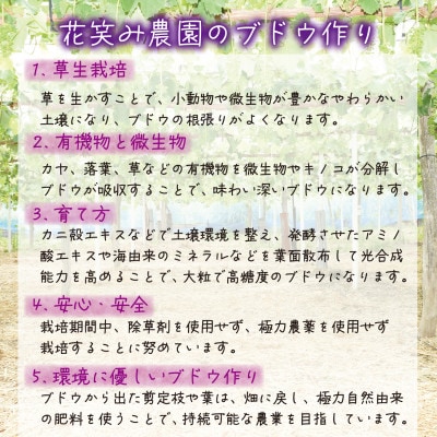 岡山　花笑み農園の『訳ありニューピオーネ』2kg　WP-2【2025年9月～順次発送】【配送不可地域：離島】