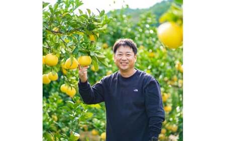 日本ギフト大賞受賞 園主こだわり土佐文旦 訳あり(4L～L）5kg 5キロ 文旦 土佐文旦 ワケアリ ぶんたん ぼんたん フルーツ 果物 柑橘 みかん 蜜柑 家庭用 自宅用 高知【やの一果彩】 [BQ