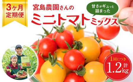 【先行予約】 【定期便3回】 ミニトマト (ミックス) 1.2kg×3回 八代市産 宮島農園 とまと 野菜 【2025年12月上旬より順次発送】