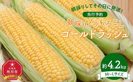 【先行予約】朝採り　とうもろこし　ゴールドラッシュ　約4.2kg（M～Lサイズ× 13本）（2025年8月下旬から順次発送予定） | とうもろこし とうもろこし とうもろこし とうもろこし とうもろこし コーン  コーン  コーン  コーン  コーン _04658