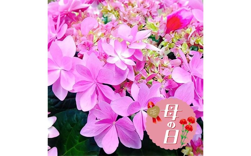 
            【先行予約】 母の日に！ アジサイ 鉢植え ピンク レッド 系 稀少品種 5号 花 あじさい 紫陽花 贈り物 お祝い 植物 季節 生花 フラワー ギフト 母の日 2026年5月から順次発送 オンライン決済限定 静岡県 藤枝市
          