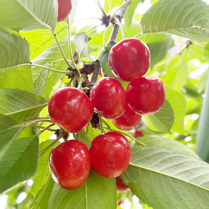 【定期便3回】みのりの山形～紅秀峰から始まる食べつくし