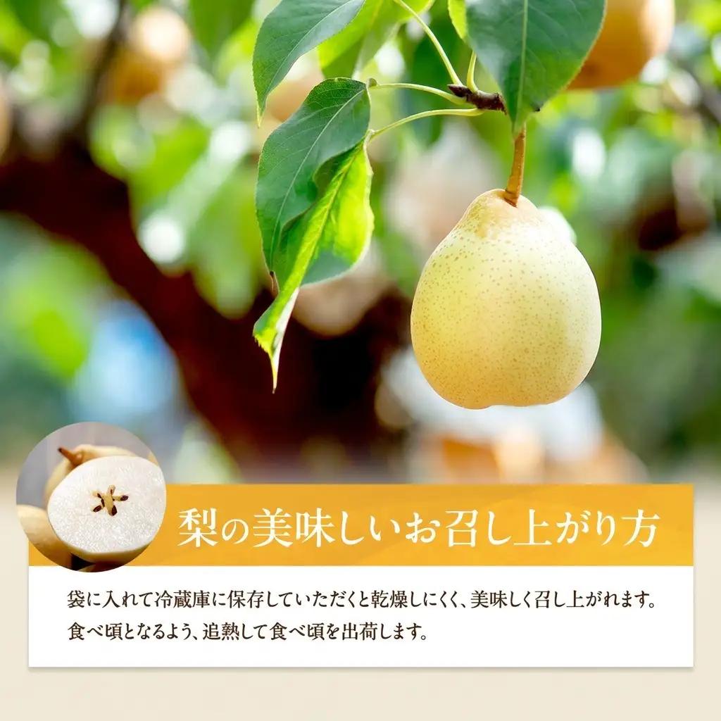 梨 フルーツ 鴨梨 ヤーリー 岡山県産 梨【3～6玉 約2kg】【先行予約】