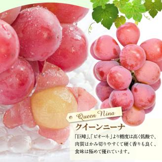 91-4 先行予約 シャインマスカット クイーンニーナ セット 約2kg マスカット 葡萄 フルーツ 果物 果実 皮ごと 種なし 赤ブドウの女王 エコファーマー マルショウぶどう園 お取り寄せ ギフト