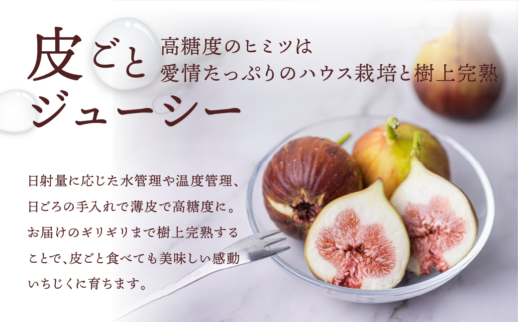 【6月〜10月中お届け】　完熟 いちじく［極］ 無花果 9-12玉 【専用箱でお届け】