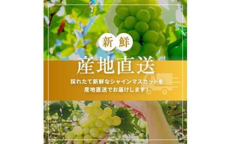 【ご家庭用】【先行予約】シャインマスカット 約 2kg【9月下旬頃～発送予定】| 果物 くだもの フルーツ 葡萄 ぶどう ブドウ マスカット シャイン マスカット 長野県 塩尻市