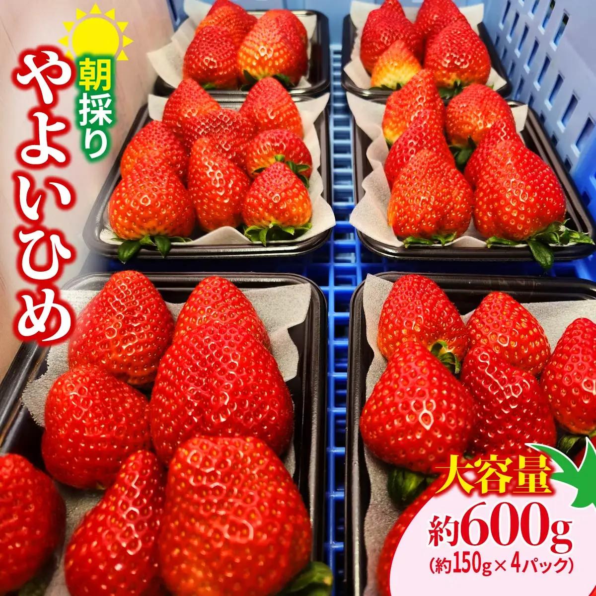 いちご やよいひめ 計600g いちご