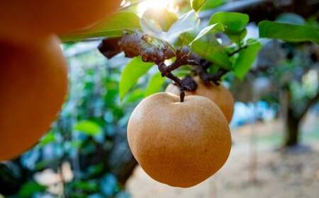 あたご梨 3～5玉 合計約3kg 化粧箱 梨 ナシ なし 愛宕梨 あたごなし ジャンボ梨 【2025年11月下旬～12月下旬発送予定】