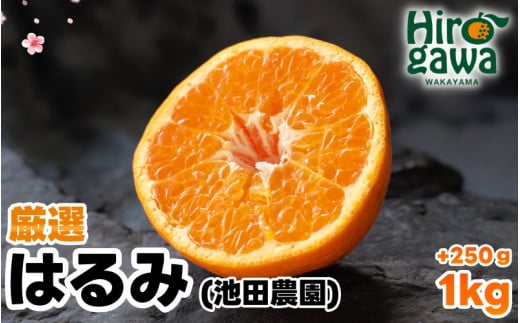 はるみ 厳選 1kg+250g（痛み補償分） 光センサー / デコポン 姉妹品種 甘い 高級 和歌山 有田 柑橘 ※2月上旬〜3月下旬に順次発送予定 ※北海道・沖縄・離島への配送不可 【ikd013-p-1A】