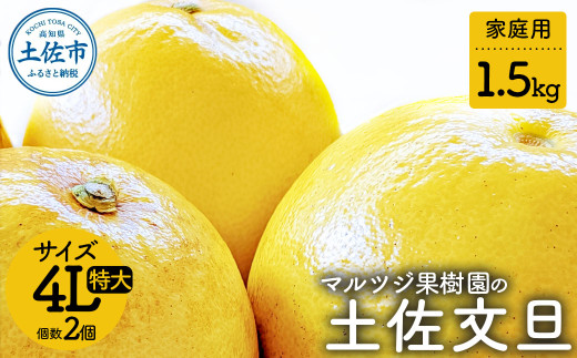 【先行予約】マルツジ果樹園の土佐文旦 家庭用(特大) 約1.5kg 〈2027年2月1日から3月31日頃発送〉/ 1.5キロ 4Lサイズ 2個入り ぶんたん ブンタン フルーツ 柑橘 みかん 果物 くだもの 柑橘類 デザート ご自宅用 ご家庭用 お取り寄せ 国産
