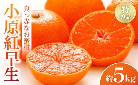 【2025年11月中旬より発送】特秀品！真っ赤なお蜜柑「小原紅早生」約5kg |みかん フルーツ 旬 小原紅早生 美味しい みかん 新鮮 小原紅早生 小豆島町 フルーツ みかん 小原紅早生 セット 小豆島町 フルーツ 小原紅早生 人気 フルーツ 厳選 小原紅早生 小豆島町 おすすめ フルーツ