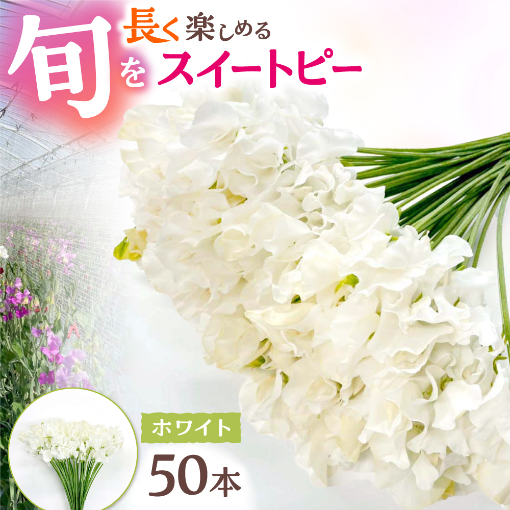 【2026年1月以降発送】【生産農家直送！】スイートピー 花束 50本（ホワイト）【木下農園】 [IBW003]