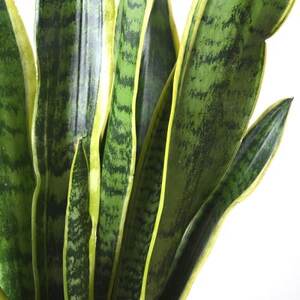 観葉植物 サンスベリア・ローレンティー6号鉢 ラスターポット(白)鉢カバー付き【配送不可地域：離島・沖縄県】【1707571】