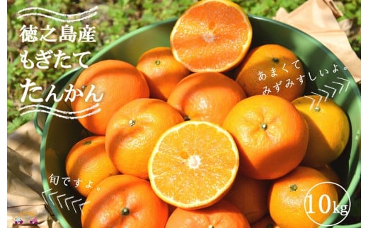 1313  《2026年2月～3月配送！》島の農家さん直送便！徳之島産もぎたてたんかん（10キロ） ( タンカン フルーツ みかん 果物 柑橘 甘い 徳之島 奄美 鹿児島 もぎたて フレッシュ 世界自然遺産 フルーツアイランド 先行予約 )