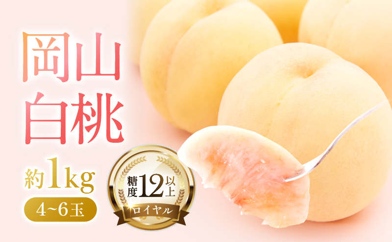 桃 2026年 先行予約 岡山 白桃 ロイヤル  約1kg 4～6玉 JAおかやまのもも（早生種・中生種） もも モモ 岡山県産 国産 フルーツ 果物 ギフト 