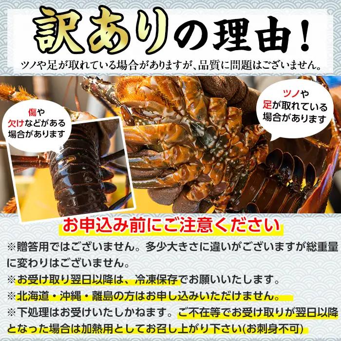 【1353211a】＜訳あり＞朝獲れ発送！鮮魚問屋が厳選した氷締め伊勢海老(4～10尾・総量4kg以上) 伊勢エビ 伊勢えび 刺身 さしみ えび 海老 魚介類 海鮮 刺身 塩焼き 訳あり 訳アリ 【江