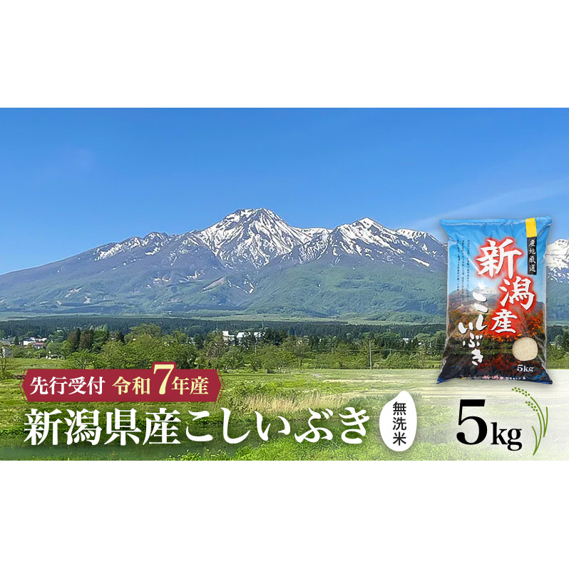 【令和7年産 | 無洗米 こしいぶき】10月中旬より順次発送　無洗米　新潟県産こしいぶき 5kg 上越市 米 こめ コメ お取り寄せ